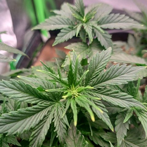 Gorilla Cookies Auto growlog timeline photo