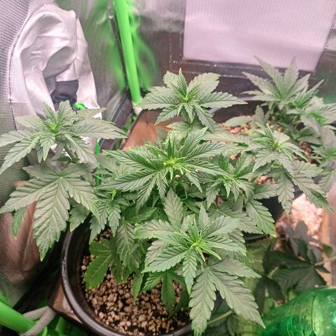 Gorilla Cookies Auto growlog timeline photo