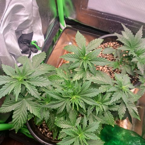 Gorilla Cookies Auto growlog timeline photo