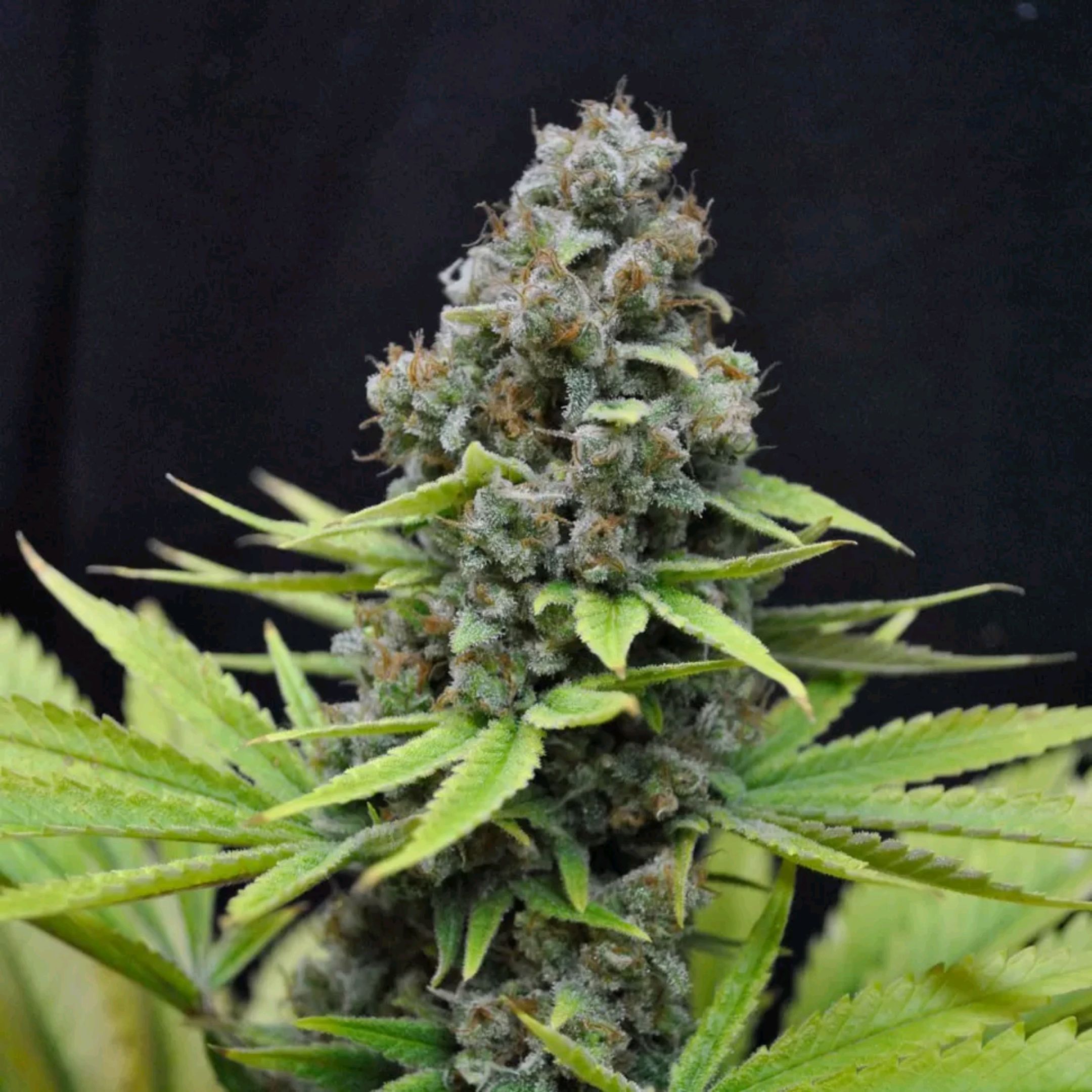  Sweet Afghani Delicious Auto  growlog header