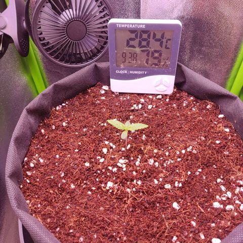  Sweet Afghani Delicious Auto  growlog photo