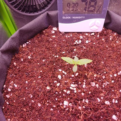  Sweet Afghani Delicious Auto  growlog photo