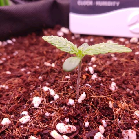  Sweet Afghani Delicious Auto  growlog photo