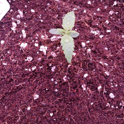  Sweet Afghani Delicious Auto  growlog photo
