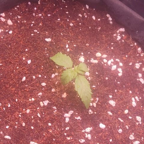  Sweet Afghani Delicious Auto  growlog timeline photo