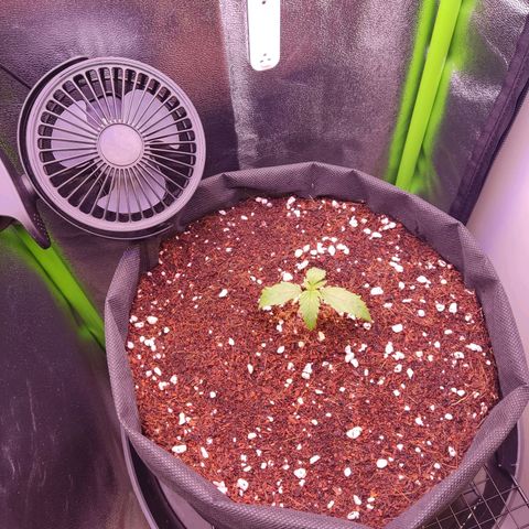  Sweet Afghani Delicious Auto  growlog photo