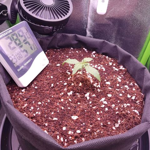  Sweet Afghani Delicious Auto  growlog timeline photo