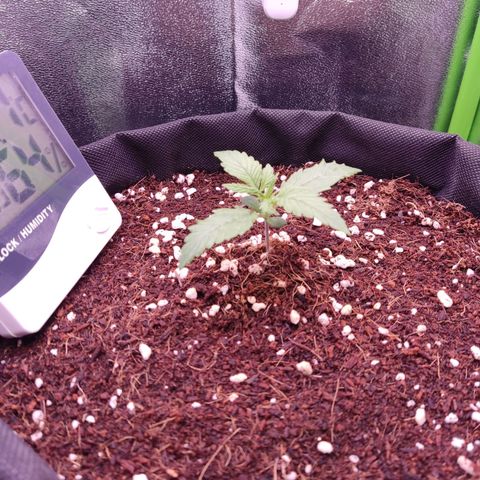  Sweet Afghani Delicious Auto  growlog timeline photo