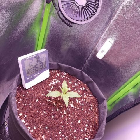  Sweet Afghani Delicious Auto  growlog timeline photo