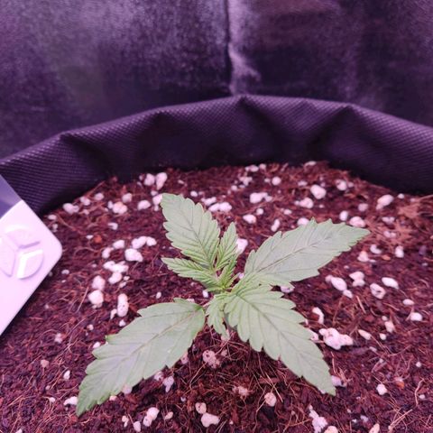  Sweet Afghani Delicious Auto  growlog timeline photo