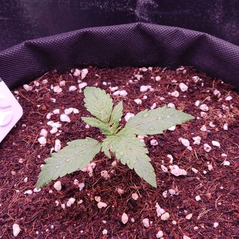  Sweet Afghani Delicious Auto  growlog timeline photo