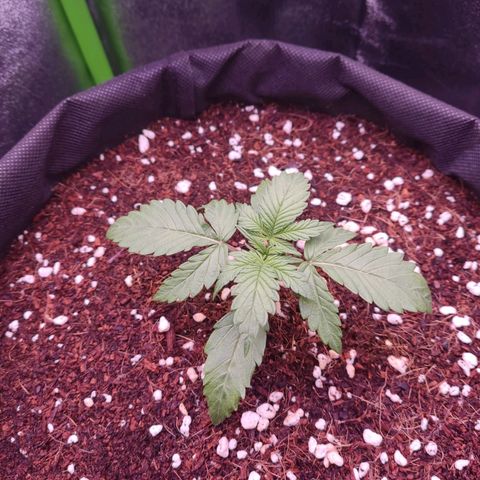  Sweet Afghani Delicious Auto  growlog timeline photo