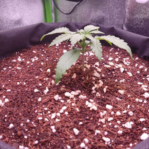 Sweet Afghani Delicious Auto  growlog timeline photo