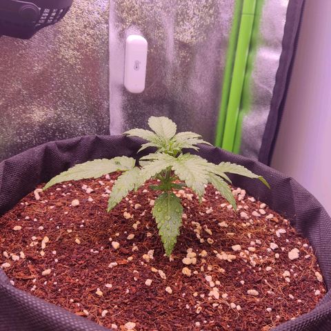  Sweet Afghani Delicious Auto  growlog timeline photo