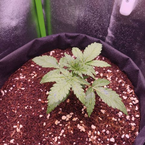  Sweet Afghani Delicious Auto  growlog timeline photo