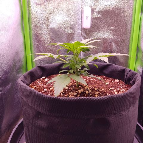  Sweet Afghani Delicious Auto  growlog timeline photo