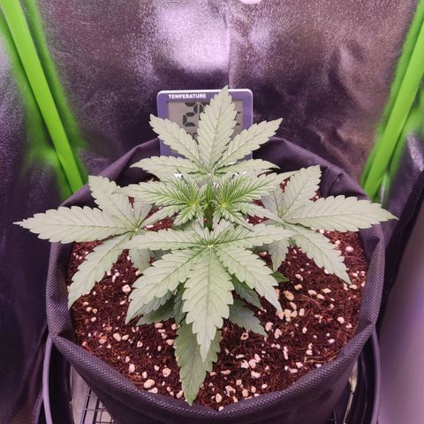  Sweet Afghani Delicious Auto  growlog timeline photo