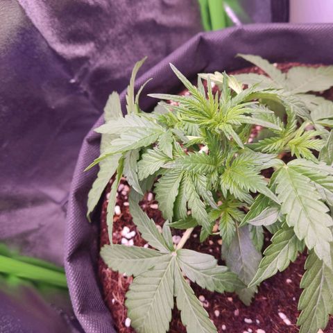  Sweet Afghani Delicious Auto  growlog timeline photo