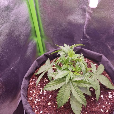  Sweet Afghani Delicious Auto  growlog timeline photo