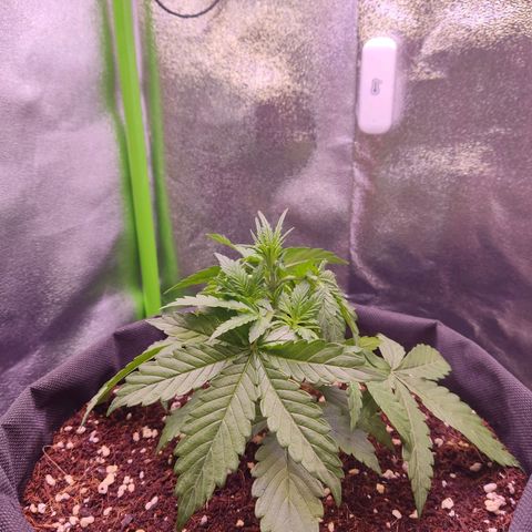  Sweet Afghani Delicious Auto  growlog timeline photo