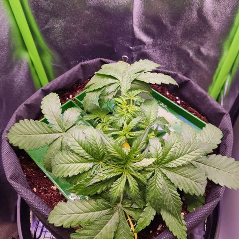  Sweet Afghani Delicious Auto  growlog timeline photo