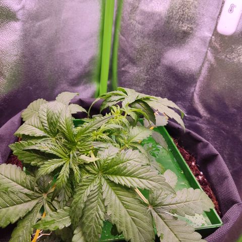  Sweet Afghani Delicious Auto  growlog timeline photo