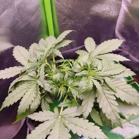  Sweet Afghani Delicious Auto  growlog timeline photo