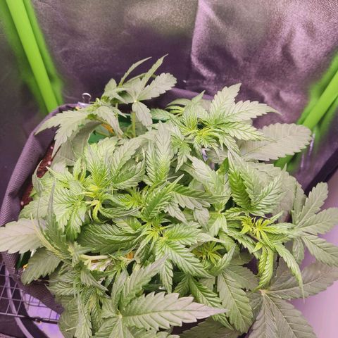  Sweet Afghani Delicious Auto  growlog timeline photo