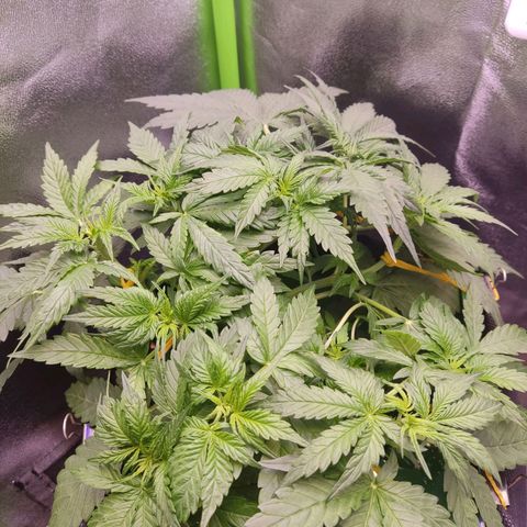  Sweet Afghani Delicious Auto  growlog timeline photo