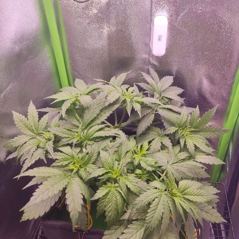  Sweet Afghani Delicious Auto  growlog timeline photo