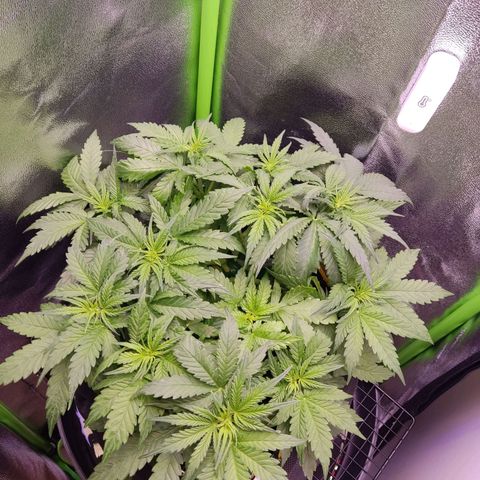  Sweet Afghani Delicious Auto  growlog timeline photo