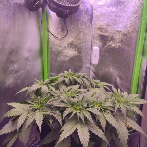  Sweet Afghani Delicious Auto  growlog timeline photo