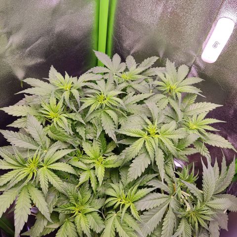  Sweet Afghani Delicious Auto  growlog timeline photo