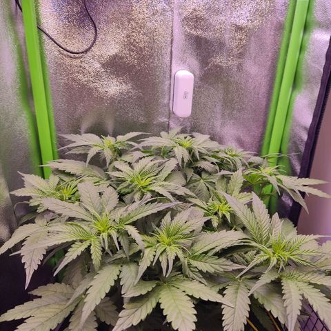  Sweet Afghani Delicious Auto  growlog timeline photo