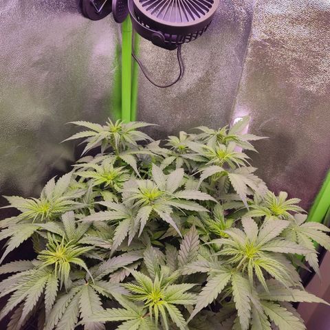  Sweet Afghani Delicious Auto  growlog timeline photo