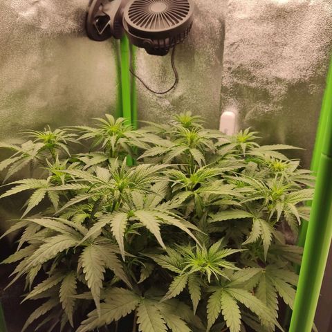  Sweet Afghani Delicious Auto  growlog timeline photo