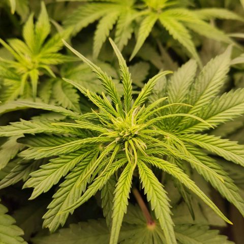  Sweet Afghani Delicious Auto  growlog timeline photo