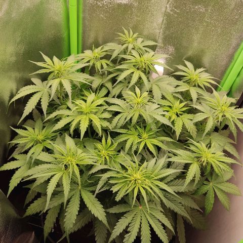  Sweet Afghani Delicious Auto  growlog timeline photo