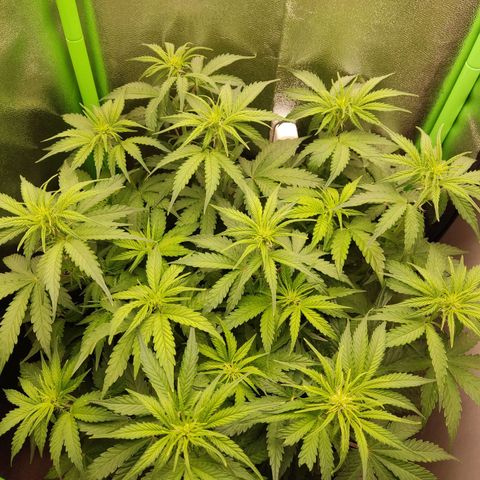  Sweet Afghani Delicious Auto  growlog timeline photo