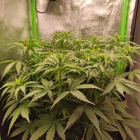  Sweet Afghani Delicious Auto  growlog timeline photo