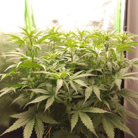  Sweet Afghani Delicious Auto  growlog timeline photo