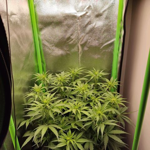  Sweet Afghani Delicious Auto  growlog timeline photo