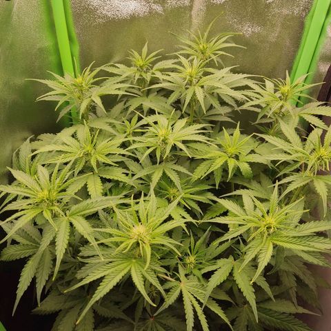  Sweet Afghani Delicious Auto  growlog timeline photo