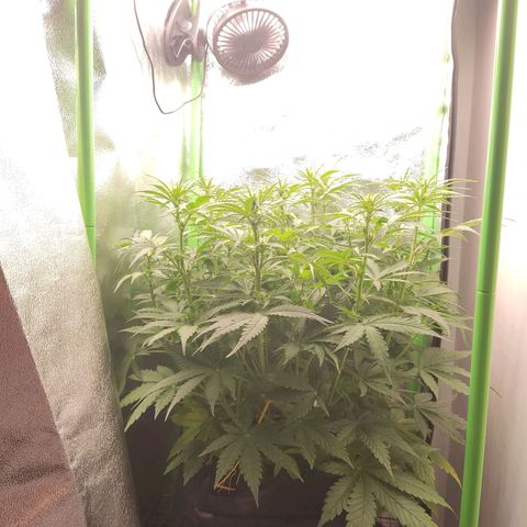  Sweet Afghani Delicious Auto  growlog timeline photo