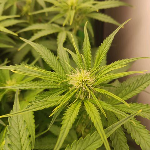  Sweet Afghani Delicious Auto  growlog timeline photo