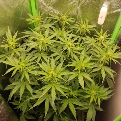  Sweet Afghani Delicious Auto  growlog timeline photo