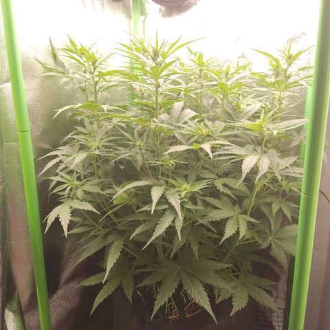  Sweet Afghani Delicious Auto  growlog timeline photo