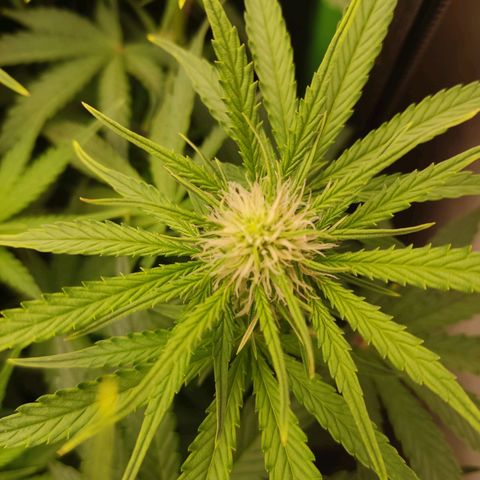  Sweet Afghani Delicious Auto  growlog timeline photo