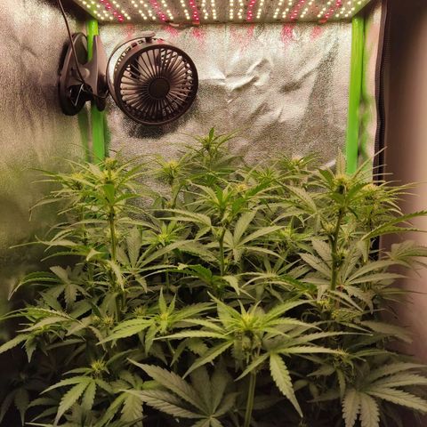  Sweet Afghani Delicious Auto  growlog timeline photo