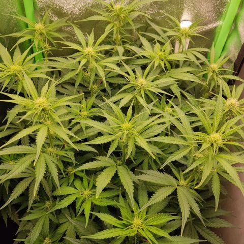  Sweet Afghani Delicious Auto  growlog timeline photo